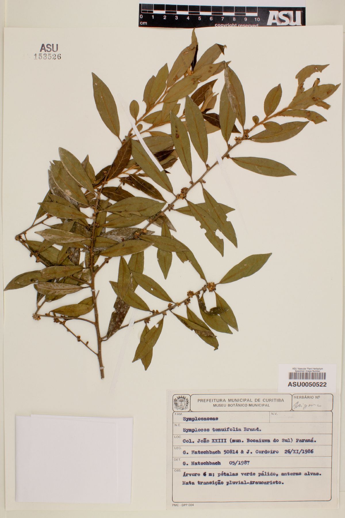 Symplocos tenuifolia image