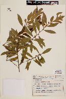 Symplocos tenuifolia image