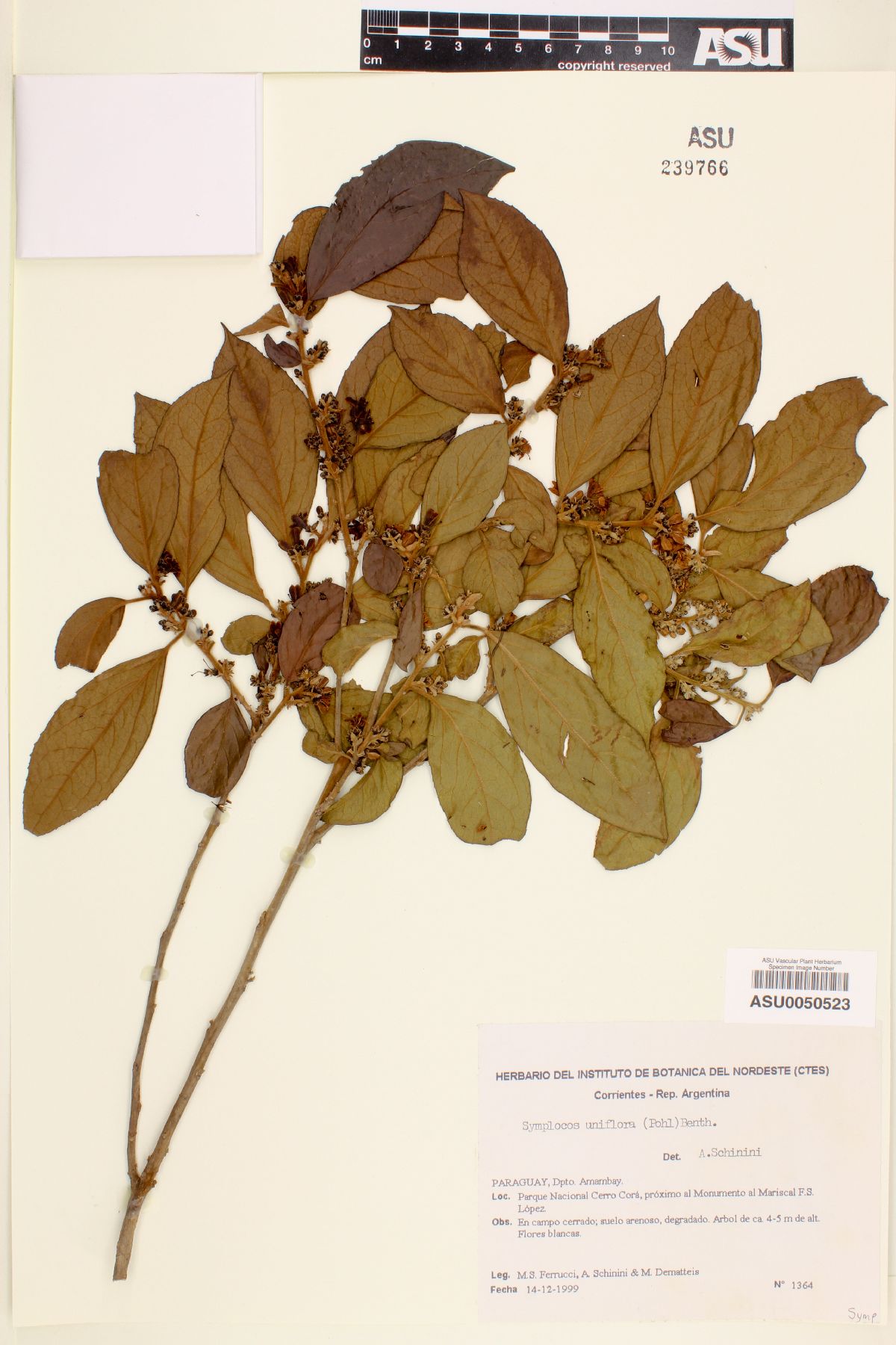 Symplocos uniflora image