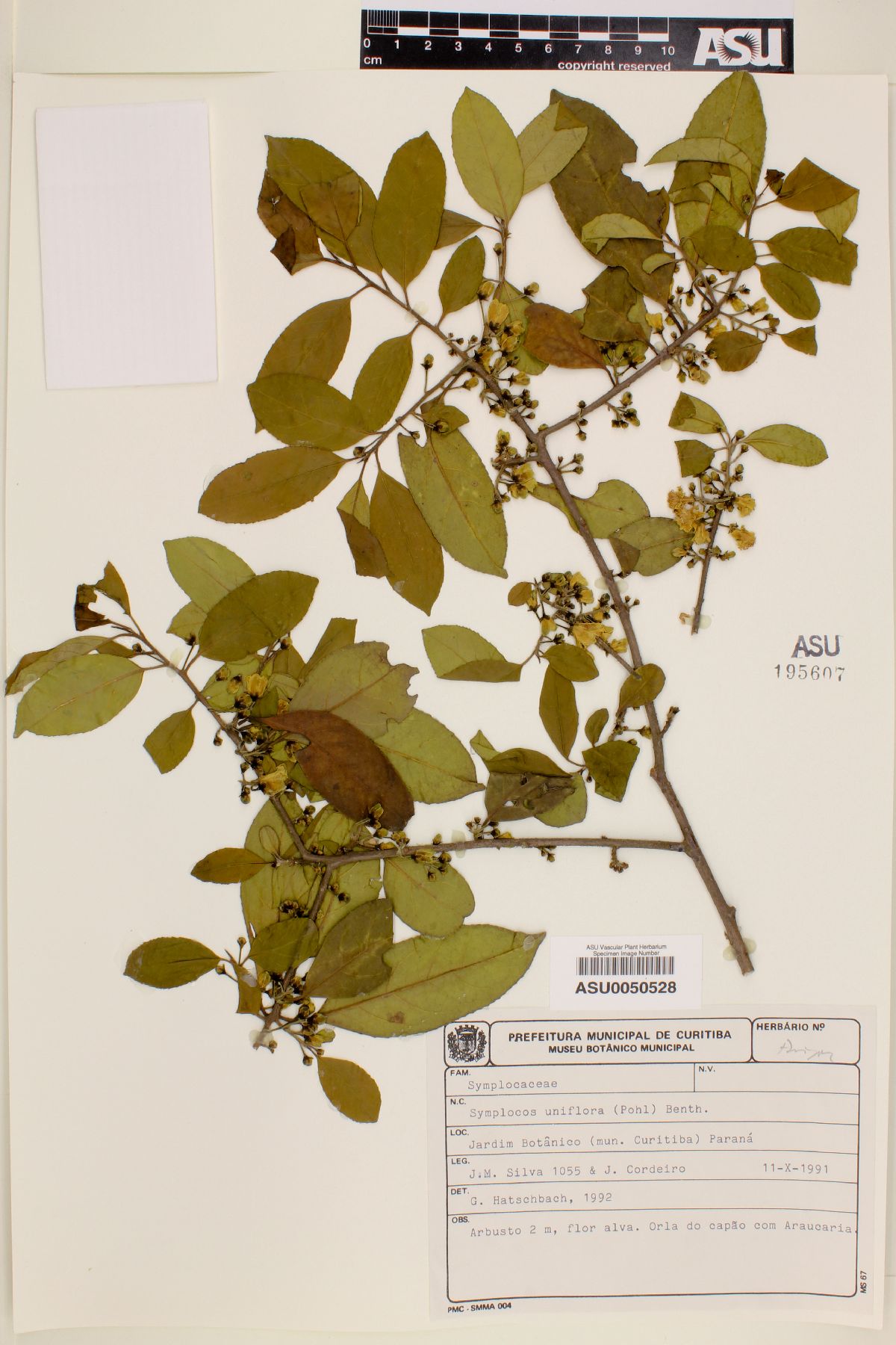 Symplocos uniflora image