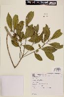 Symplocos variabilis image