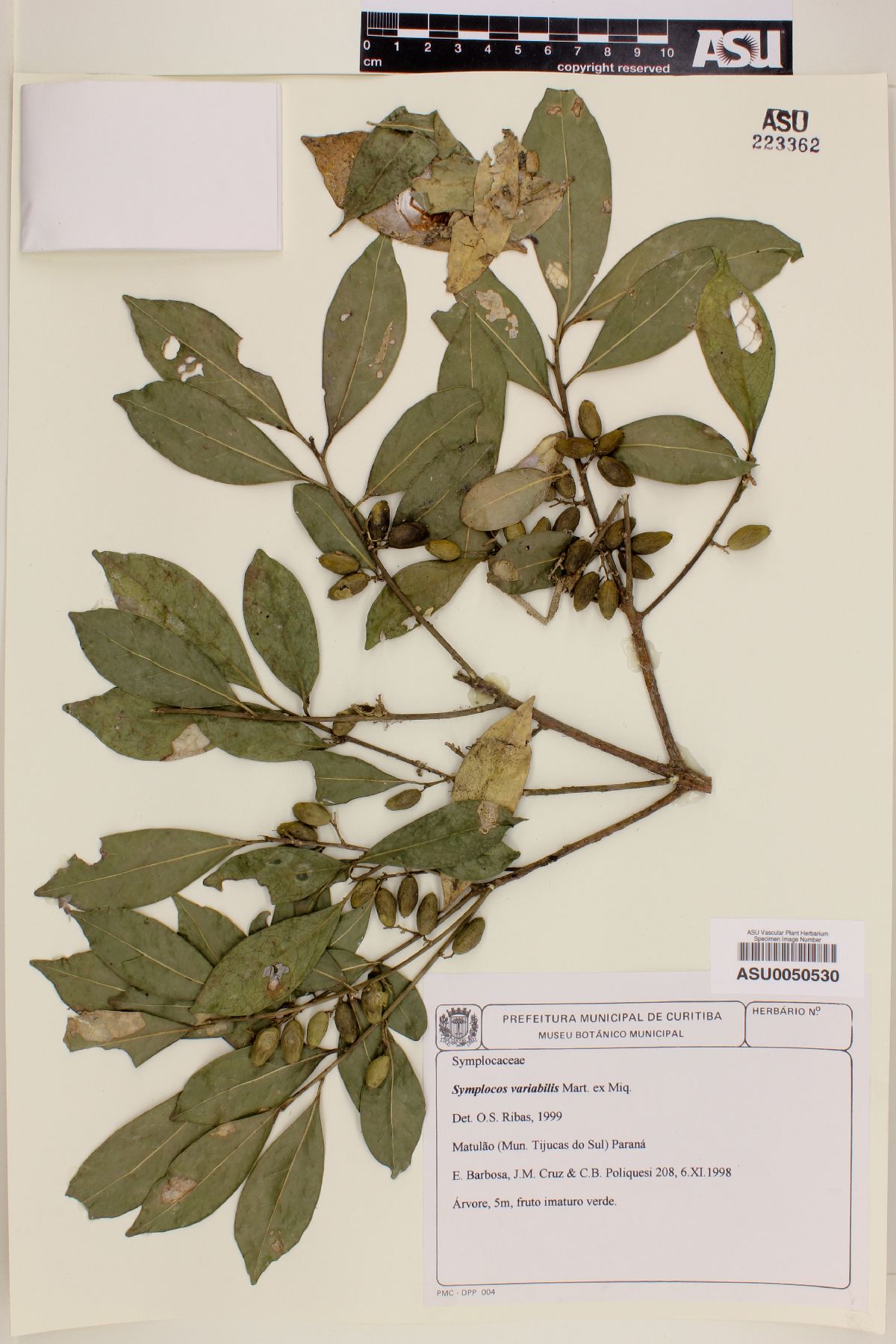 Symplocos variabilis image