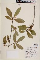 Cleyera integrifolia image