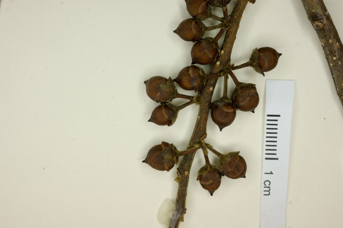 Freziera candicans image