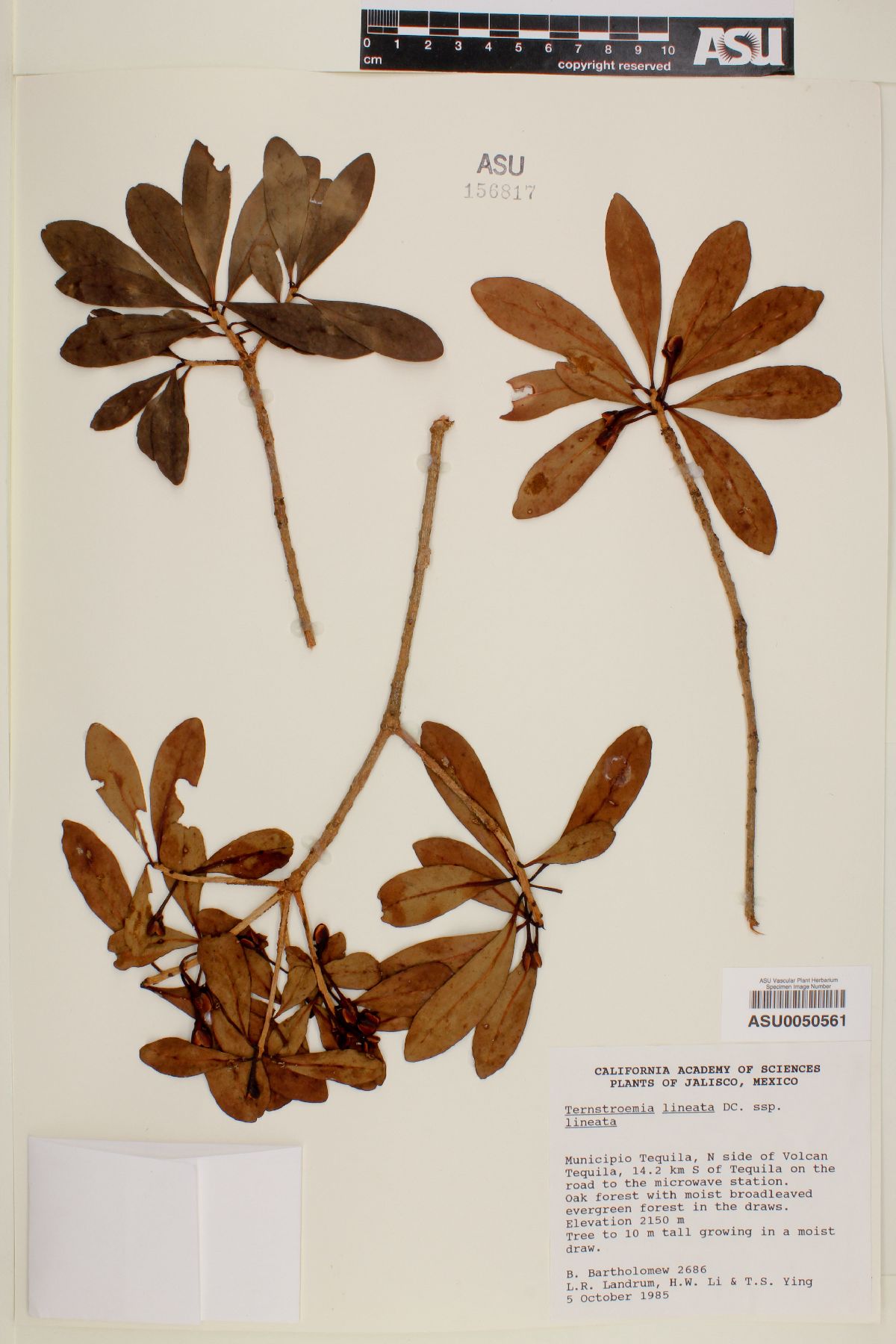 Ternstroemia lineata subsp. lineata image