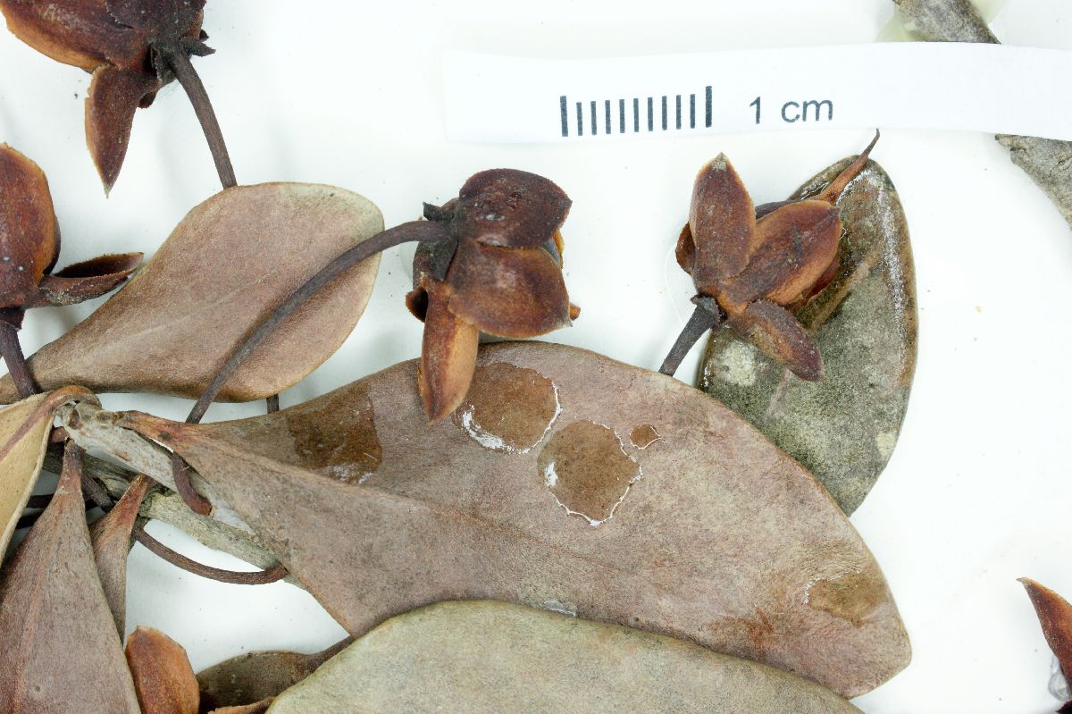 Ternstroemia peduncularis image