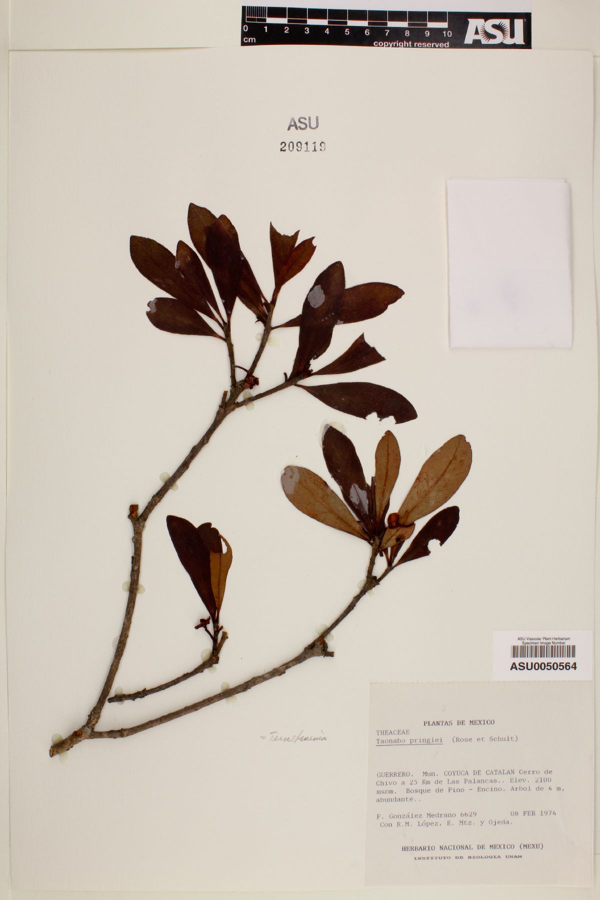 Taonabo pringlei image