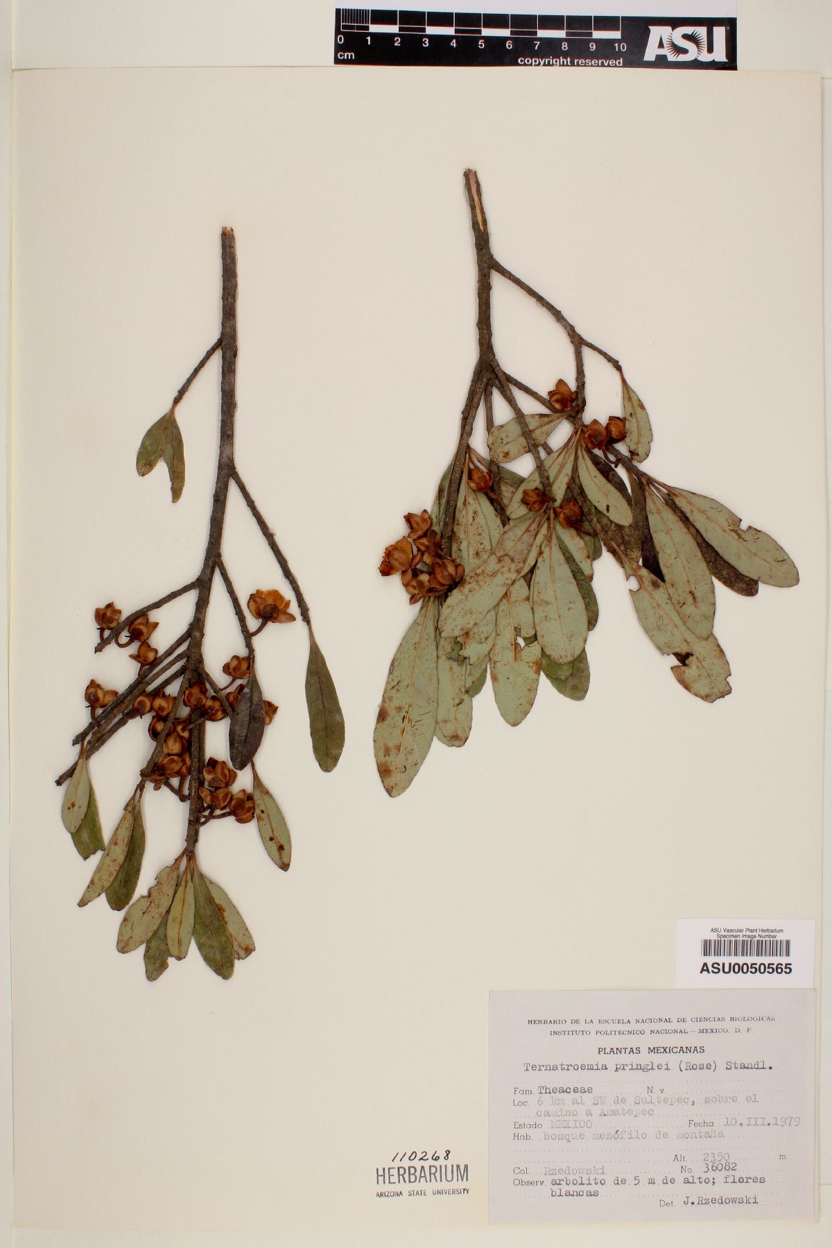 Ternstroemia pringlei image