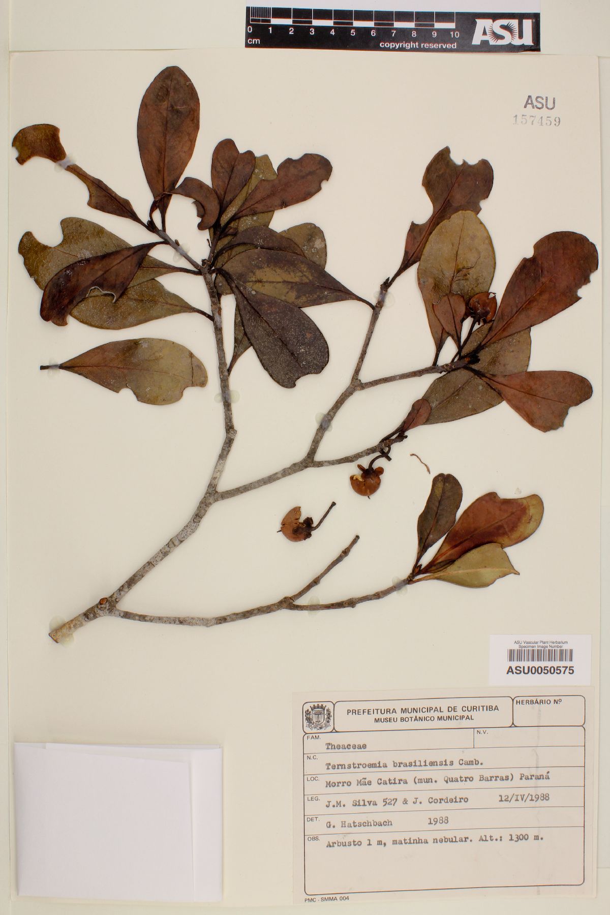 Ternstroemia brasiliensis image