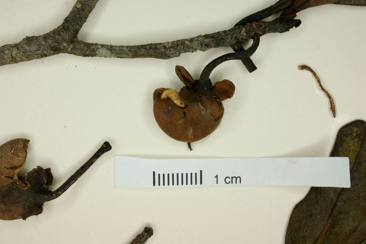 Ternstroemia brasiliensis image