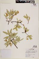 Bonellia macrocarpa subsp. pungens image