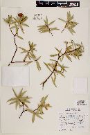 Bonellia macrocarpa subsp. pungens image