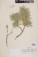 Bonellia macrocarpa image