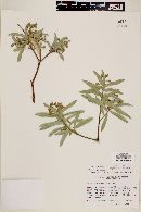 Bonellia macrocarpa image