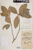 Bonellia paludicola image