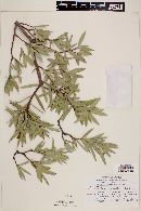 Bonellia macrocarpa subsp. pungens image