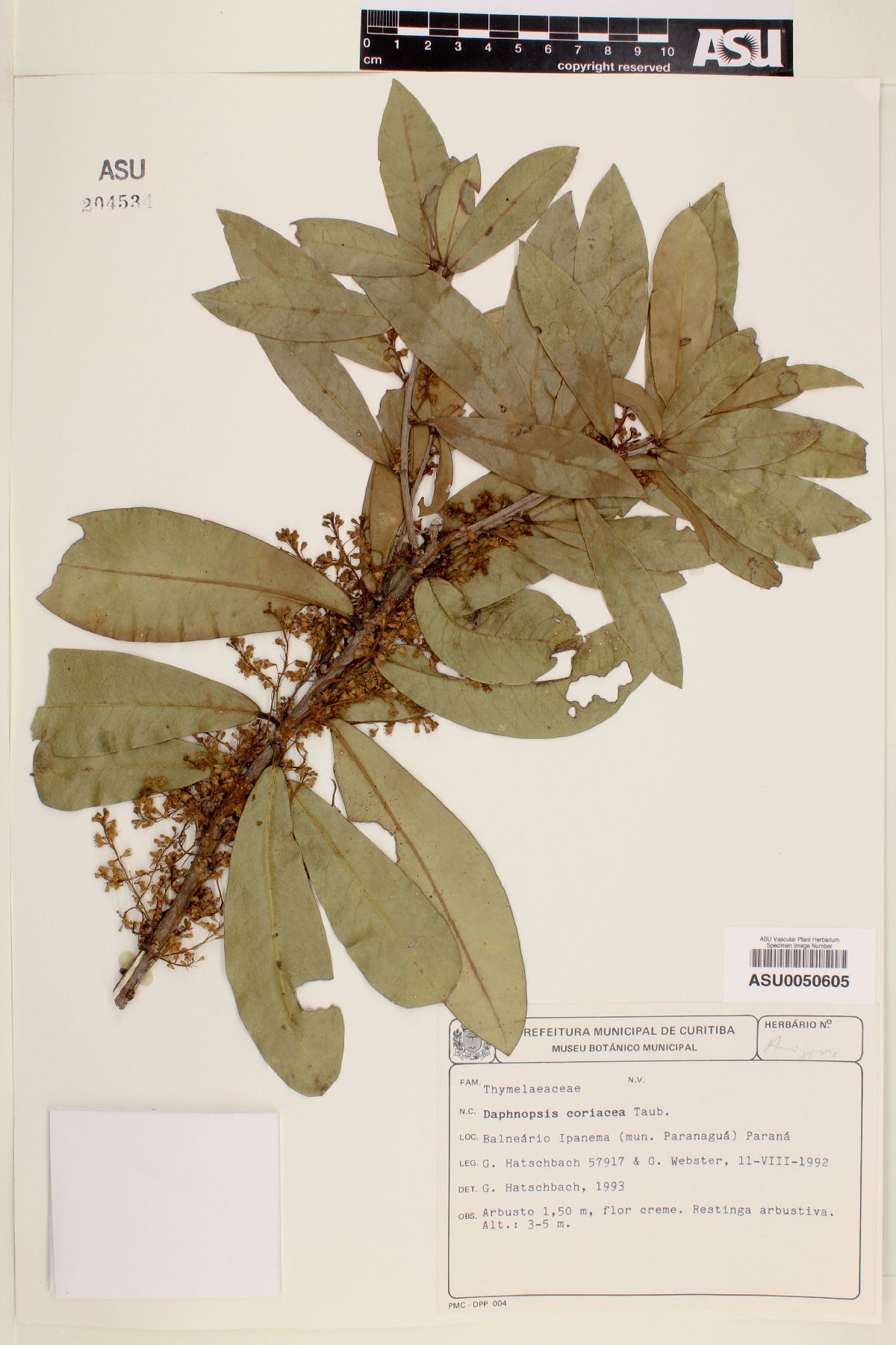 Daphnopsis coriacea image