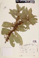 Image of Daphnopsis coriacea