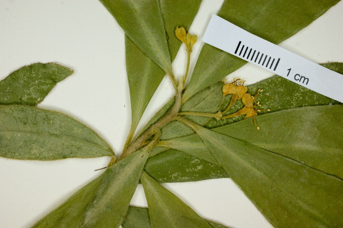 Daphnopsis mollis image