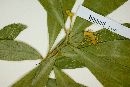 Daphnopsis mollis image