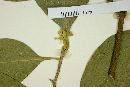 Daphnopsis radiata image