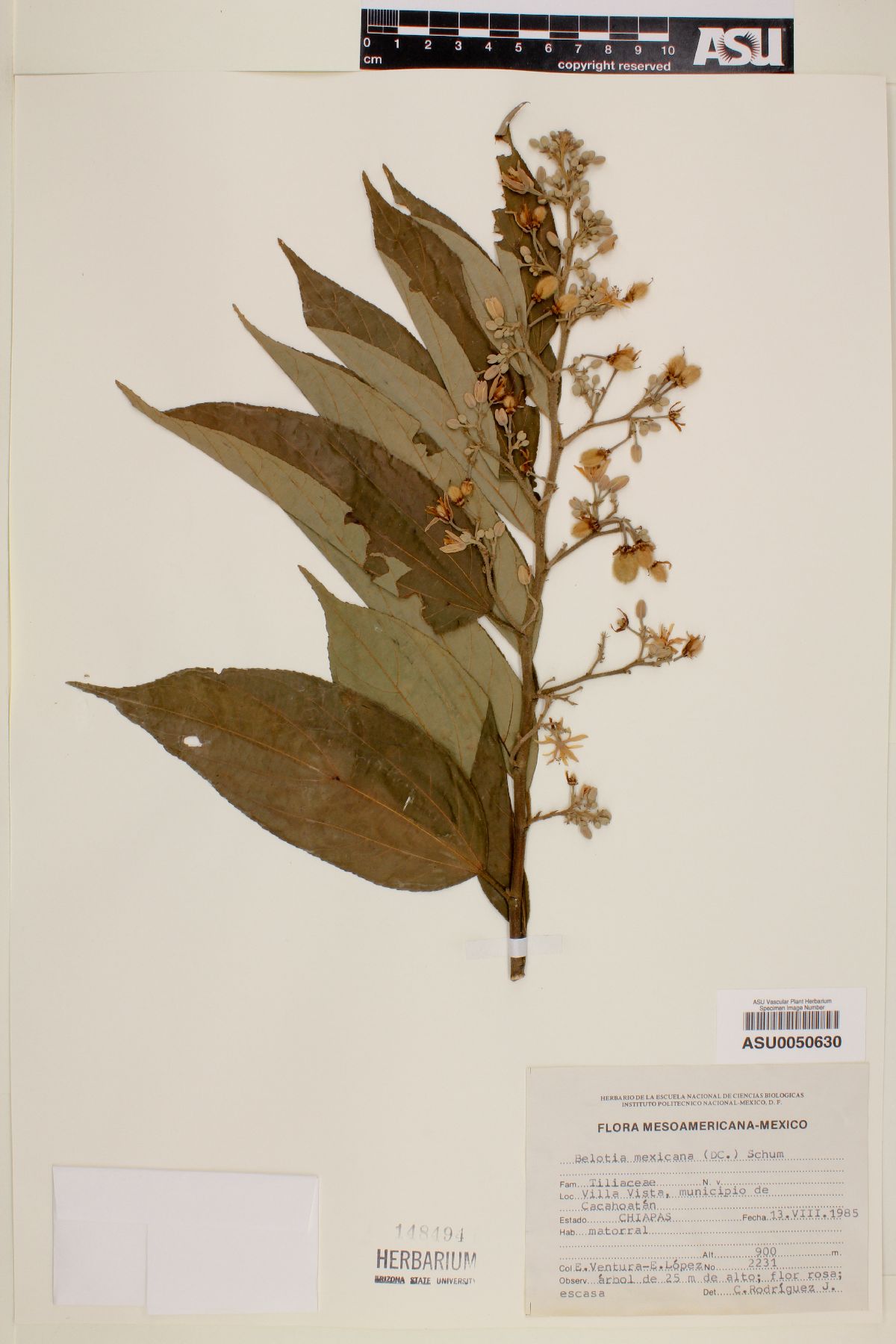 Belotia mexicana image