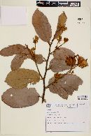 Luehea grandiflora image