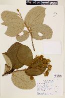 Luehea grandiflora image