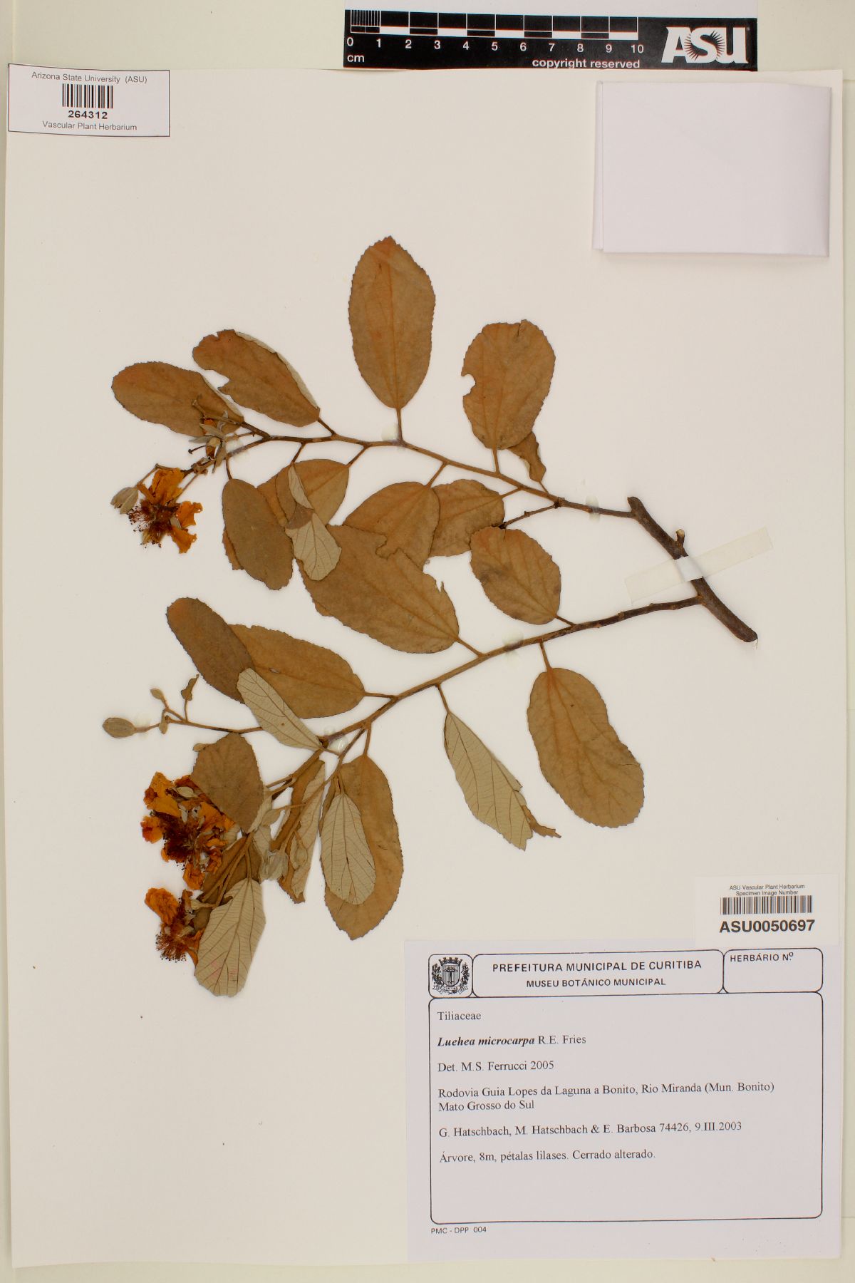 Luehea microcarpa image