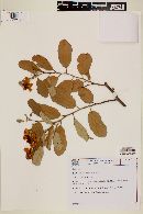 Image of Luehea microcarpa