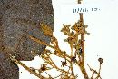 Petenaea cordata image