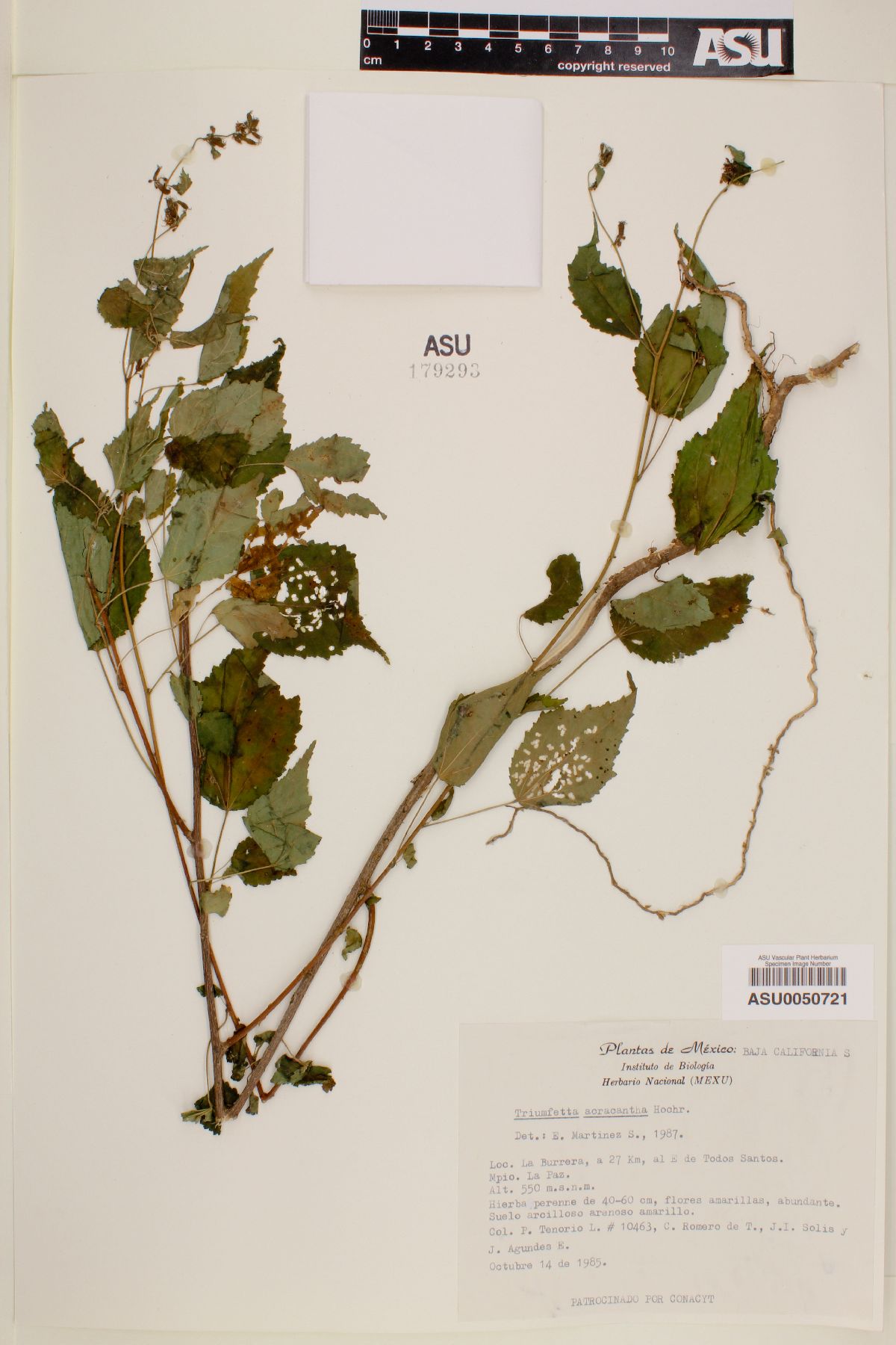 Triumfetta acracantha image