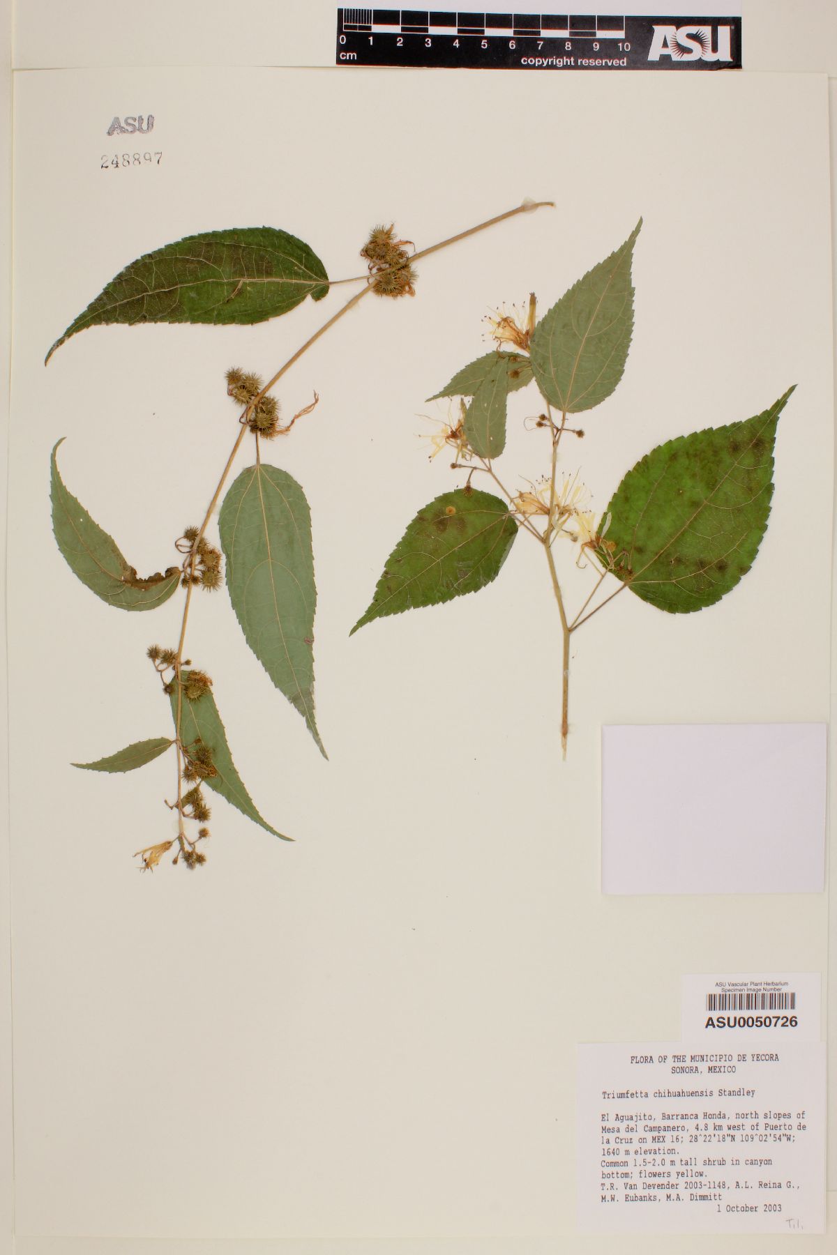 Triumfetta chihuahuensis image