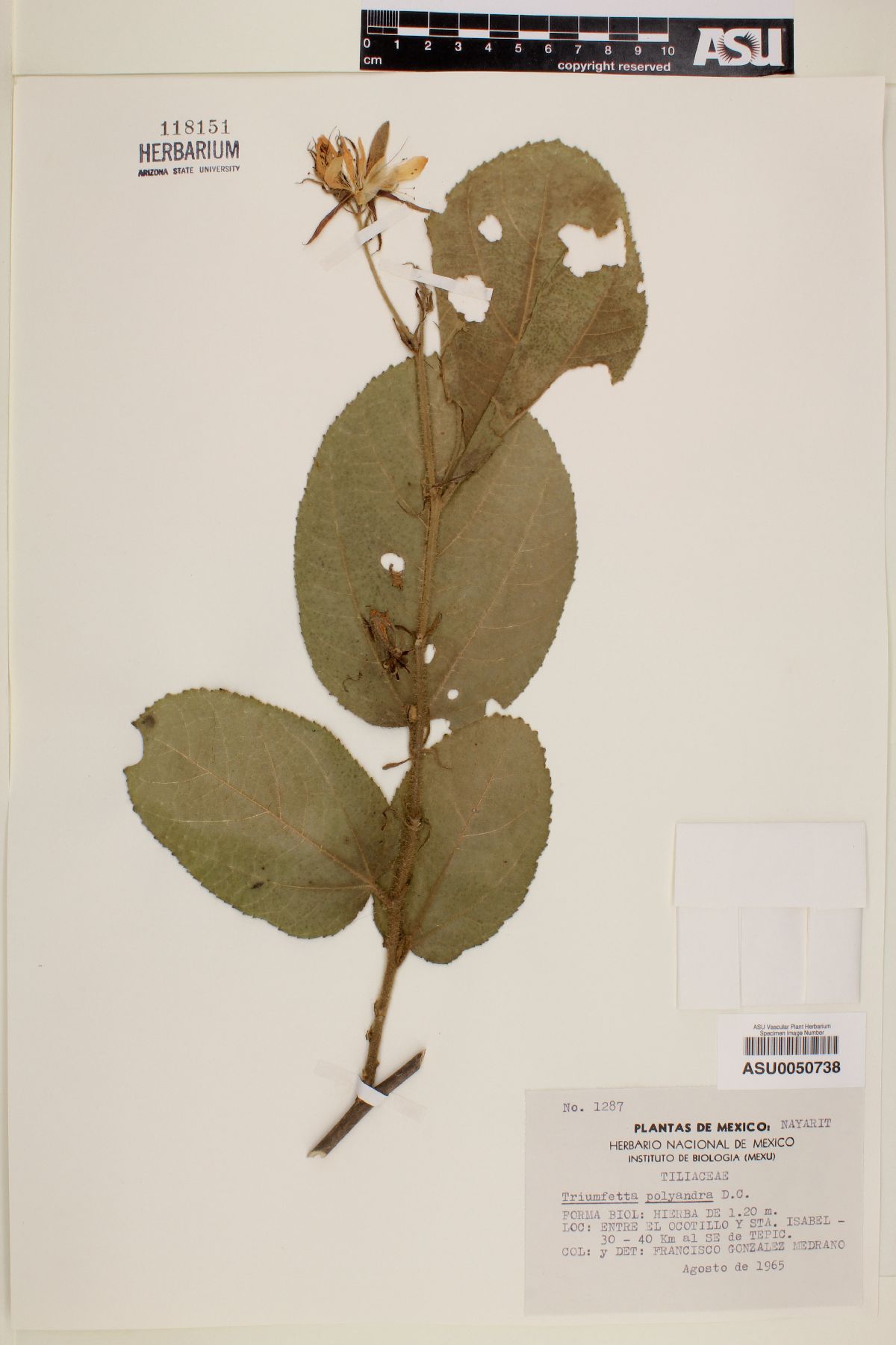 Triumfetta polyandra image