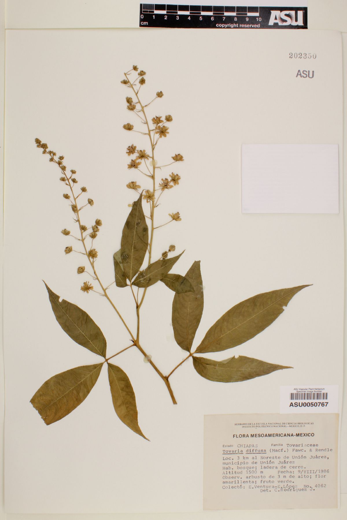 Tovaria diffusa image