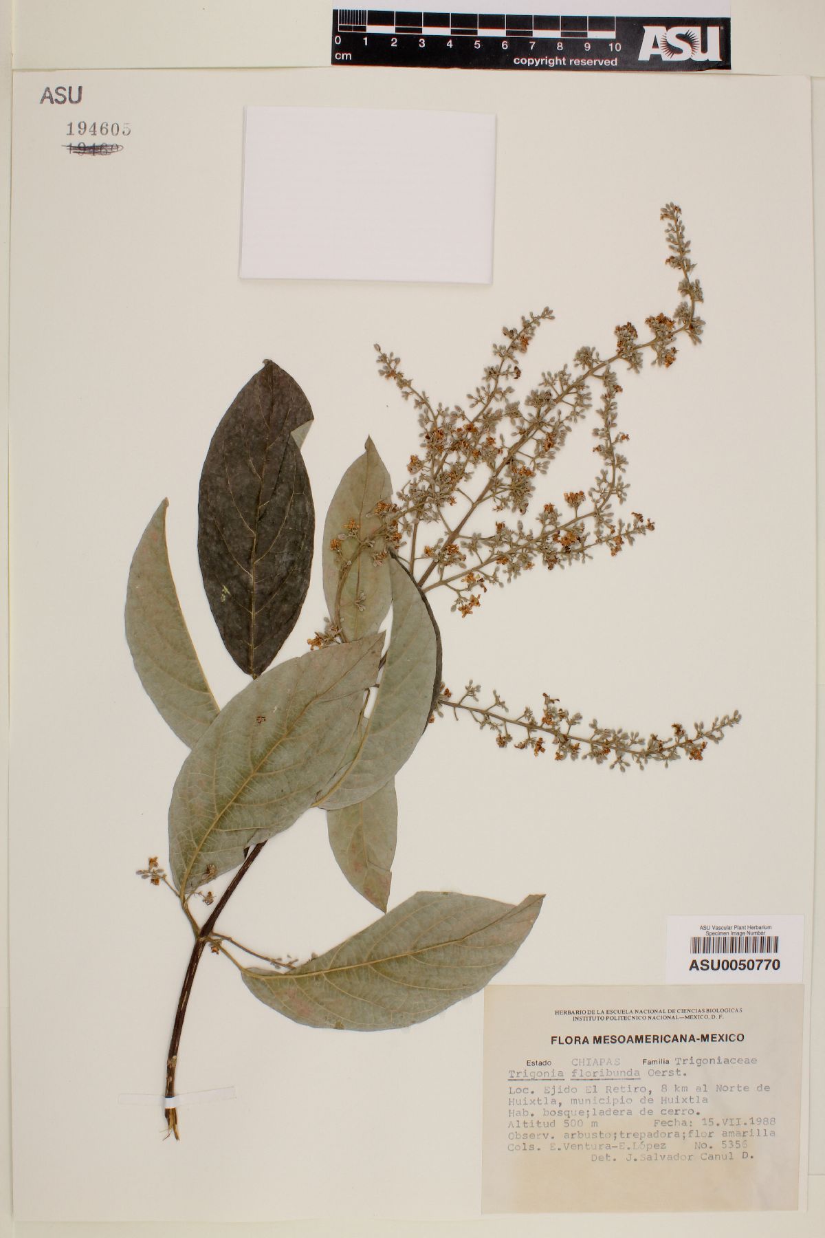 Trigonia floribunda image
