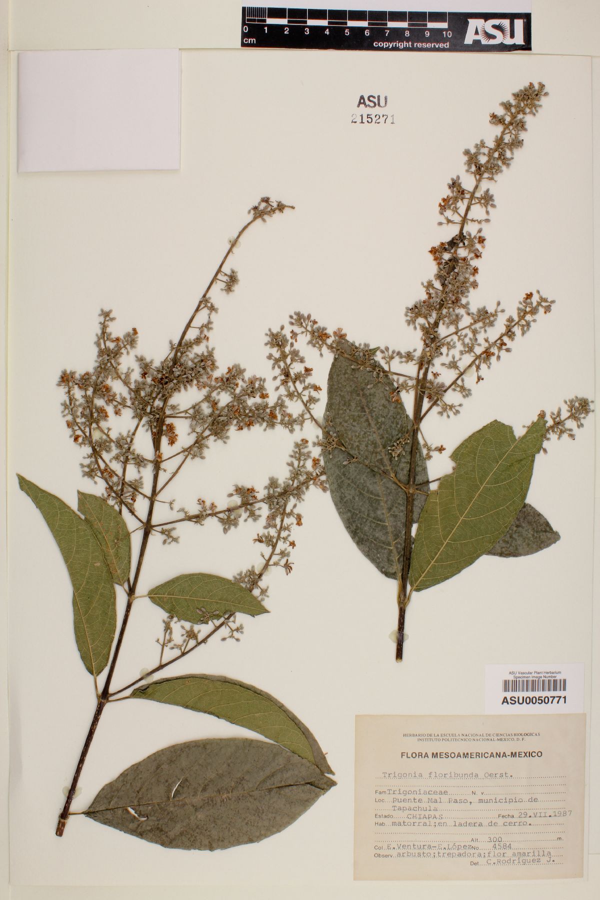 Trigonia floribunda image