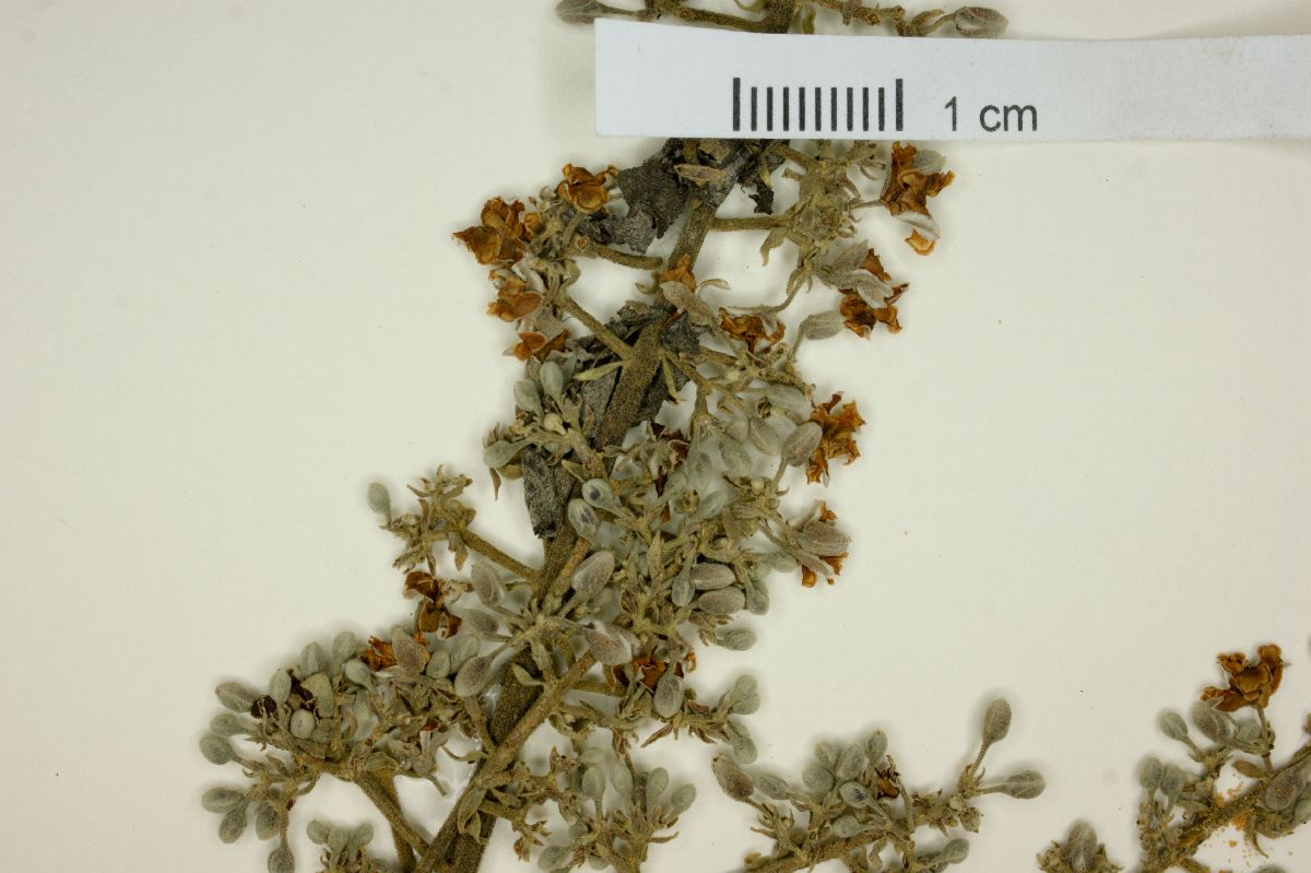 Trigonia floribunda image