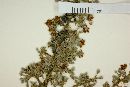 Trigonia floribunda image