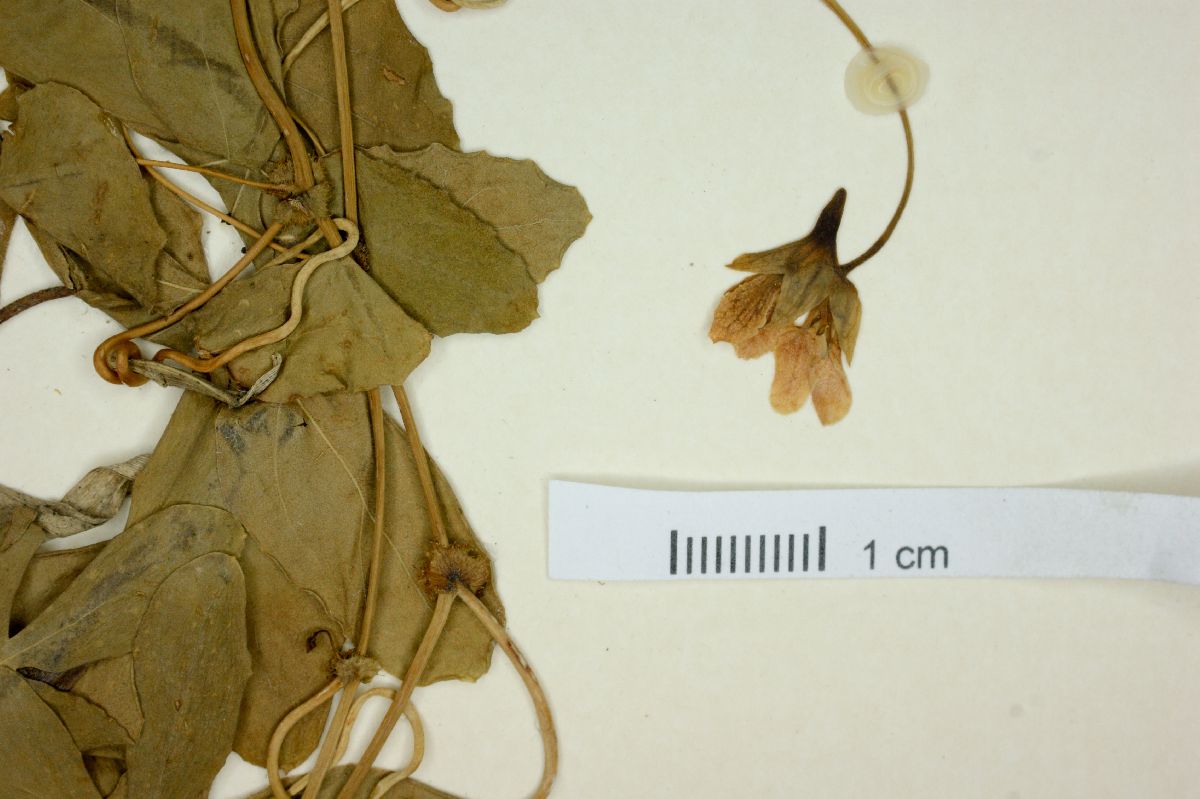 Tropaeolum ciliatum image