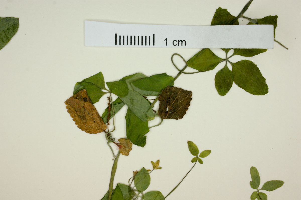 Tropaeolum pentaphyllum image