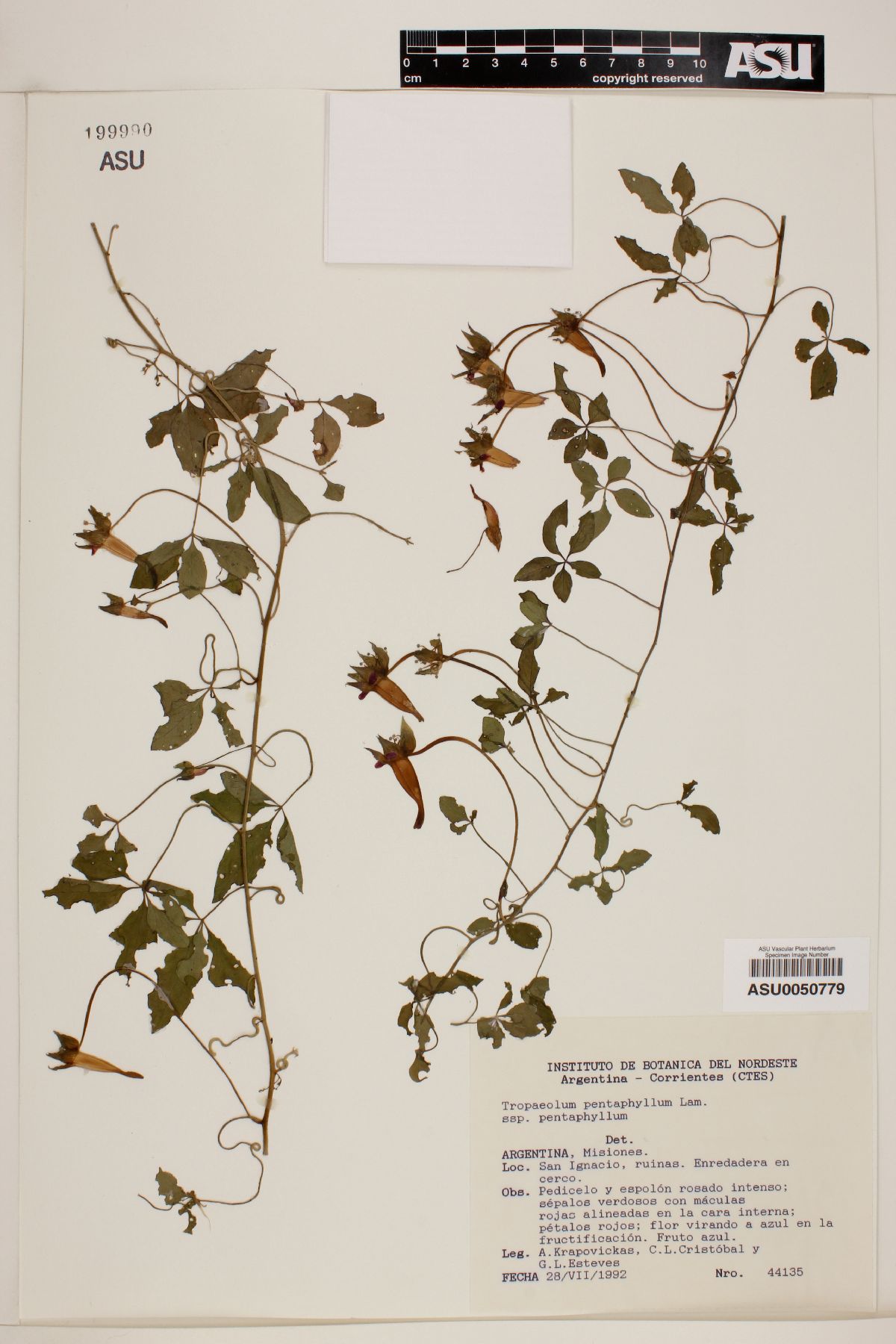 Tropaeolum pentaphyllum image