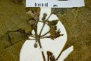Lycianthes synanthera image