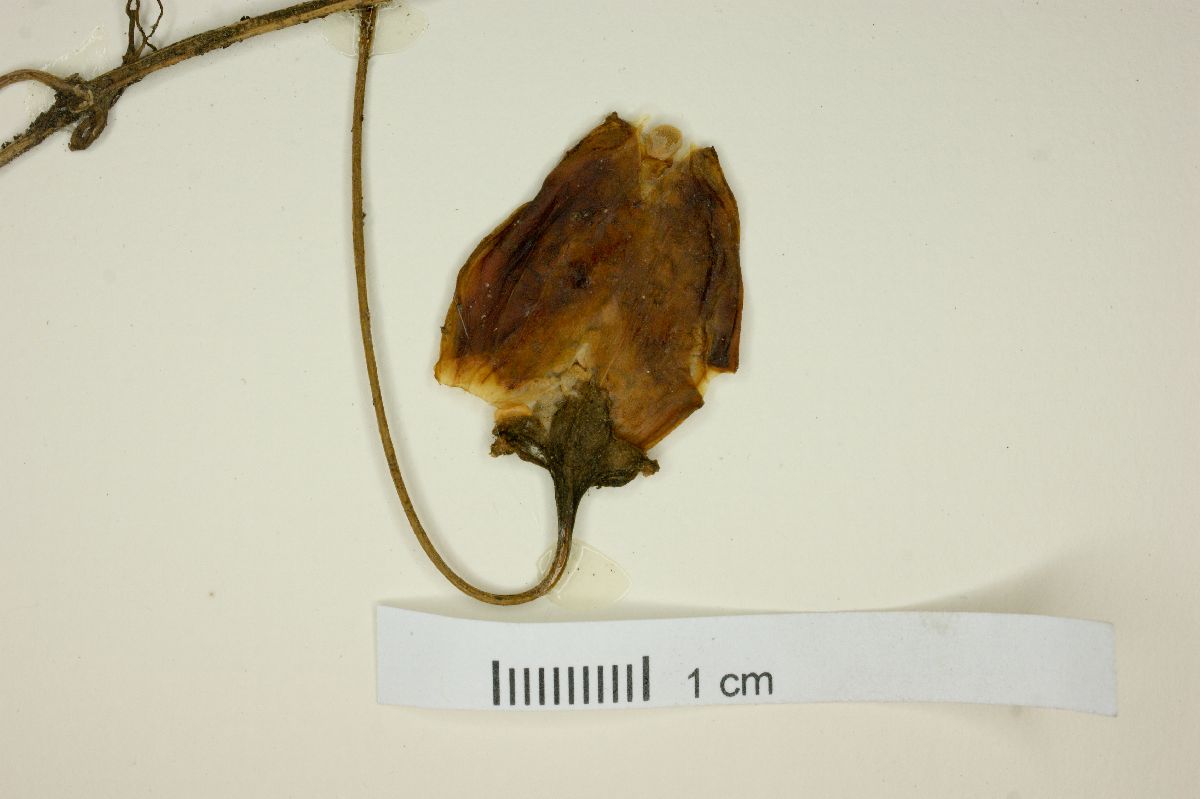 Lycianthes asarifolia image