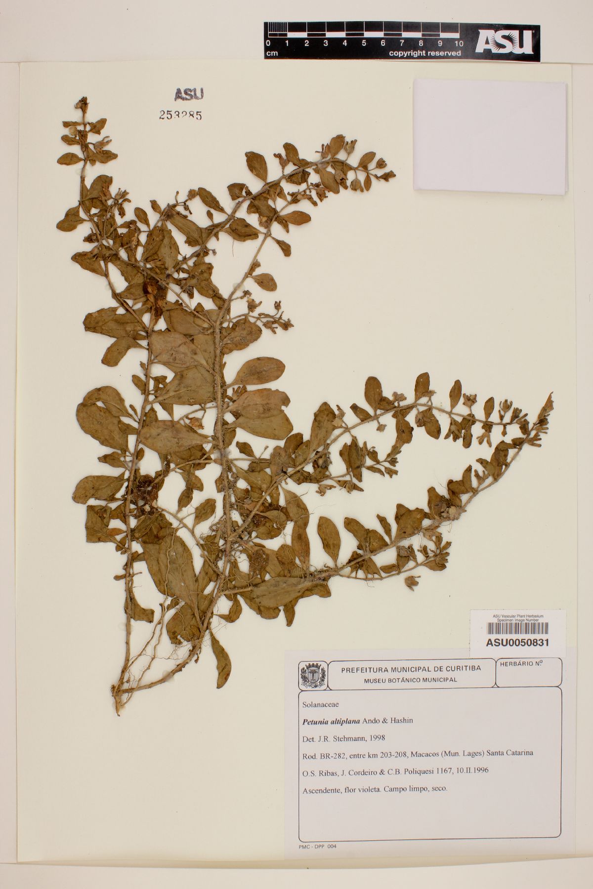 Petunia altiplana image