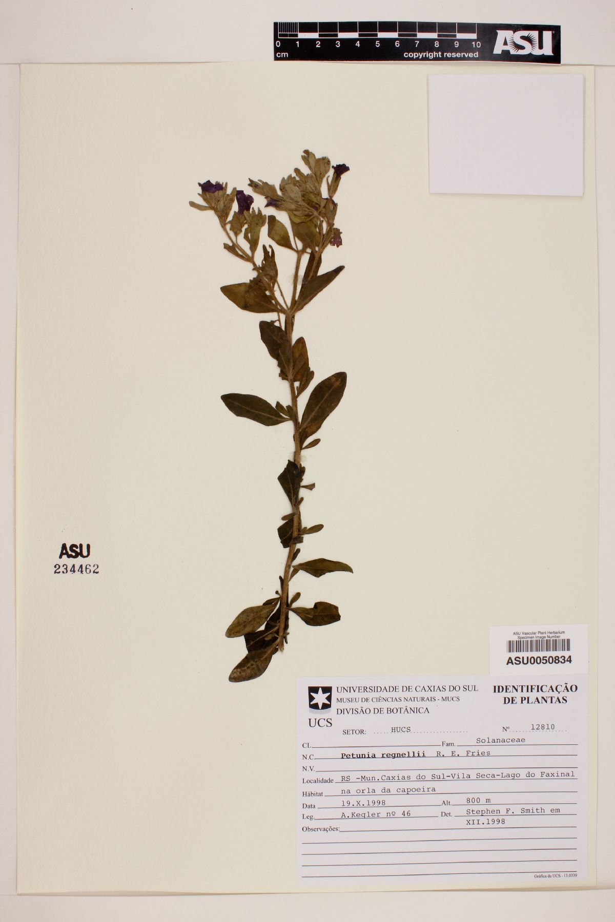 Petunia regnellii image