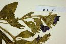 Petunia regnellii image