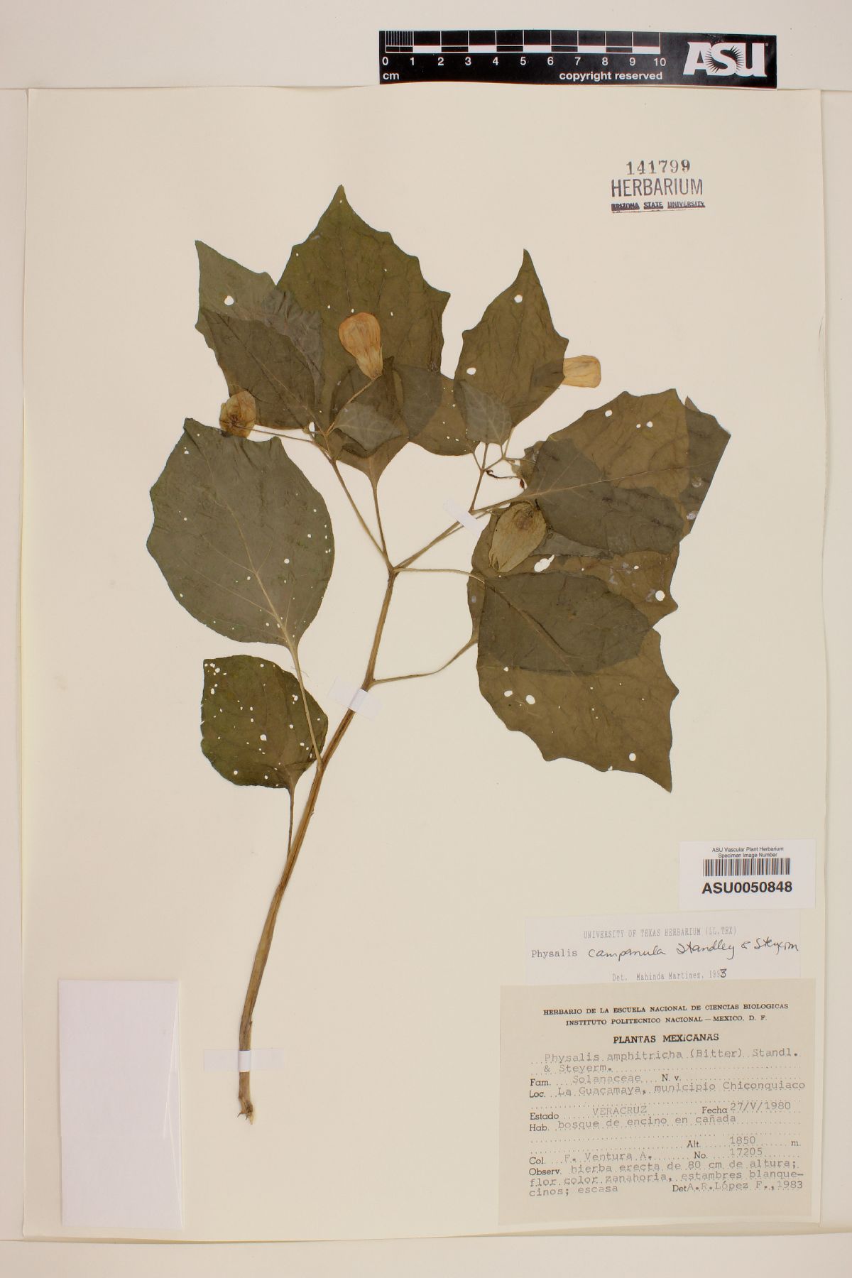 Physalis campanula image