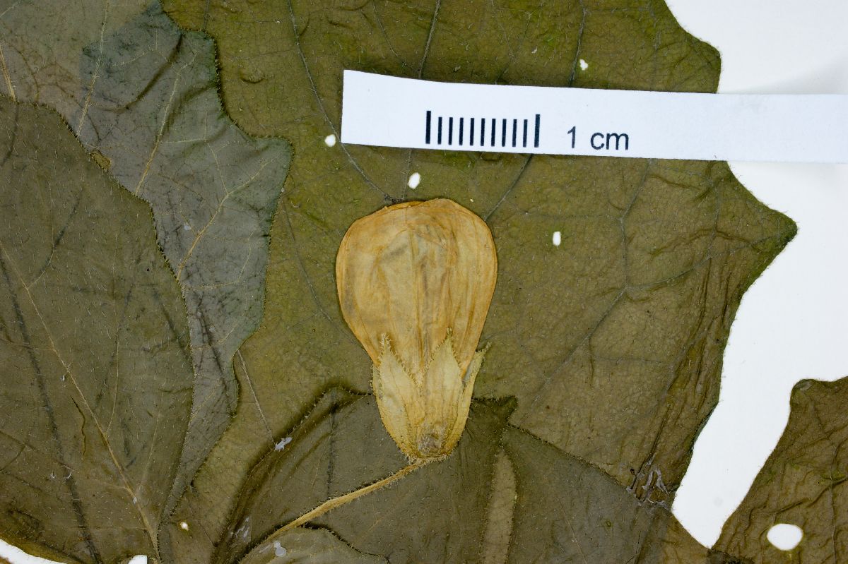 Physalis campanula image