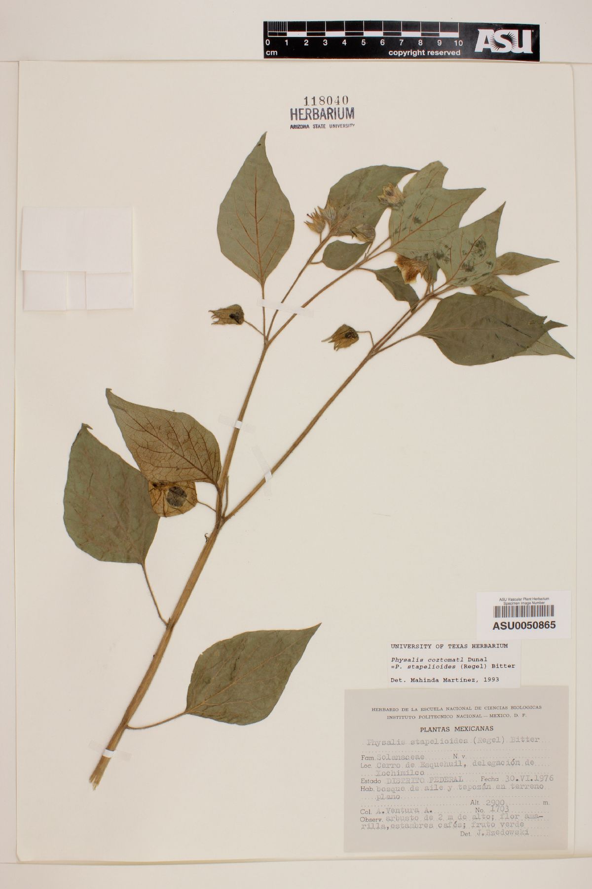 Physalis coztomatl image